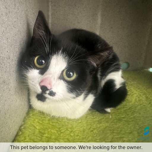 Photo of cat with ID of : C250753.
