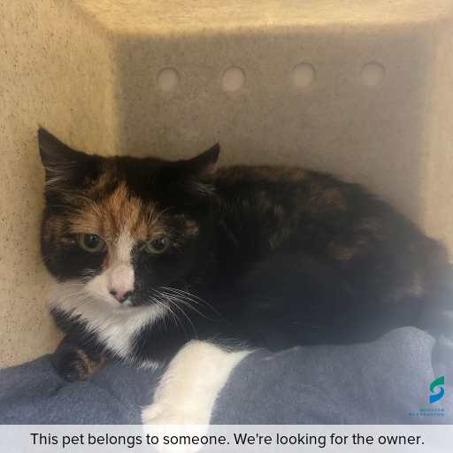 Photo of cat with ID of : C250866.