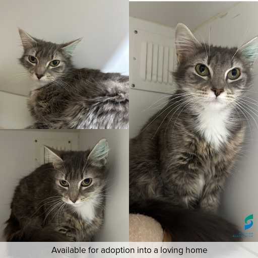 Photo of cat with ID of : C251132.