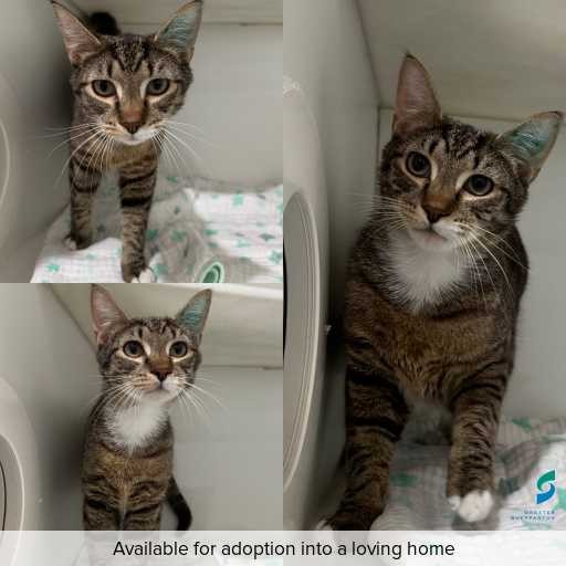 Photo of cat with ID of : C251133.