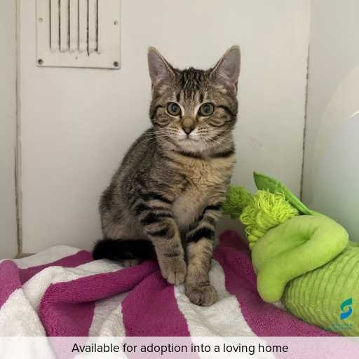 ID: C250292 Photo of this cat.