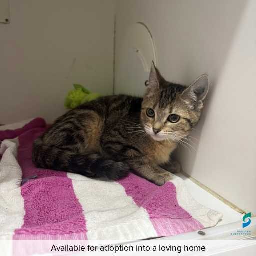 ID: C250301 Photo of this cat.