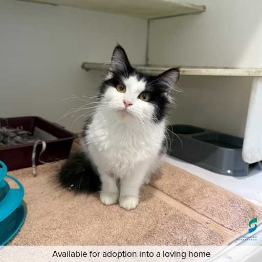 ID: C250415 Photo of this cat.