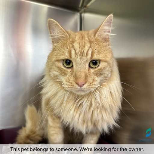 Photo of this cat.
