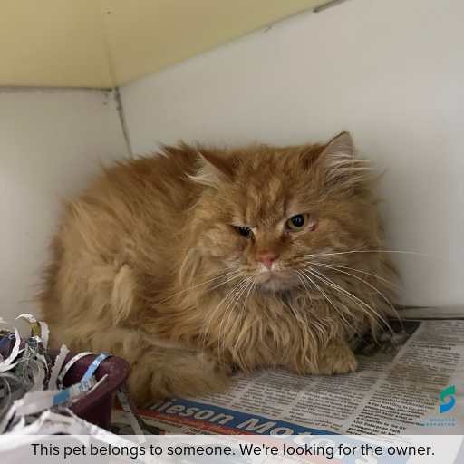 Photo of cat with ID of : C250755.