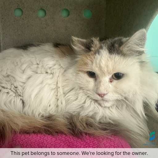 Photo of cat with ID of : C250757.
