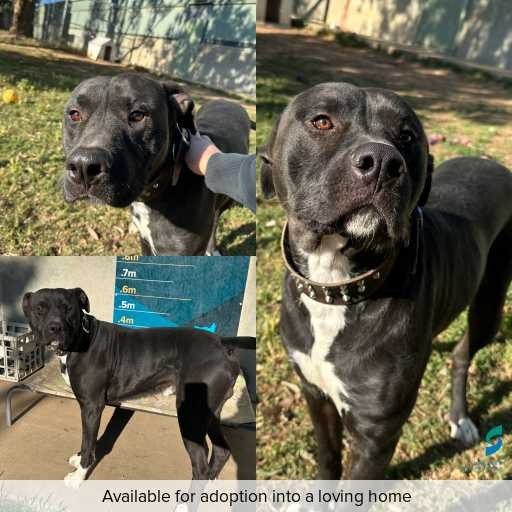 Photo of dog with ID of : D250567.