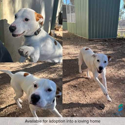 Photo of dog with ID of : D250576.