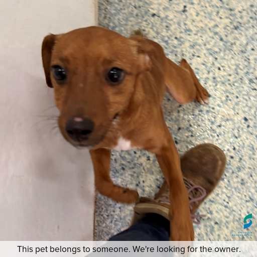 Photo of dog with ID of : D250414.