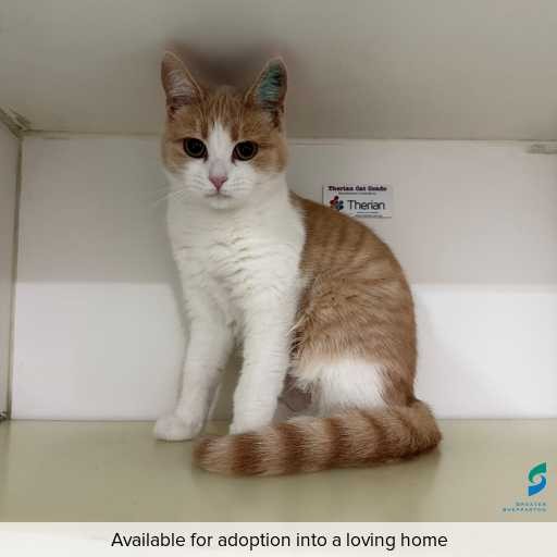 ID: C250476 Photo of this cat.