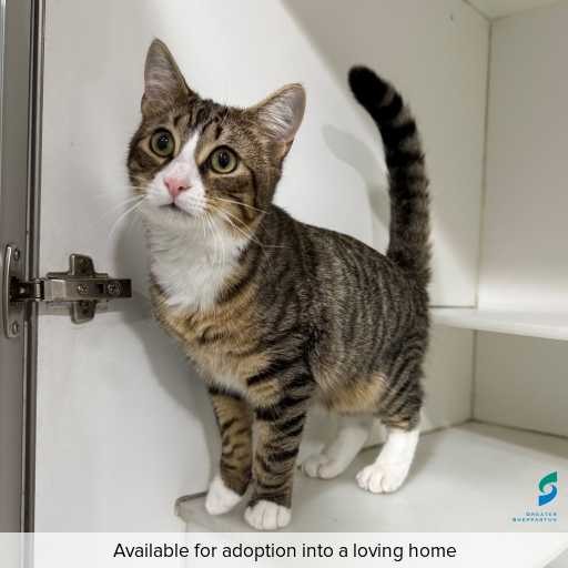 ID: C250096 Photo of this cat.