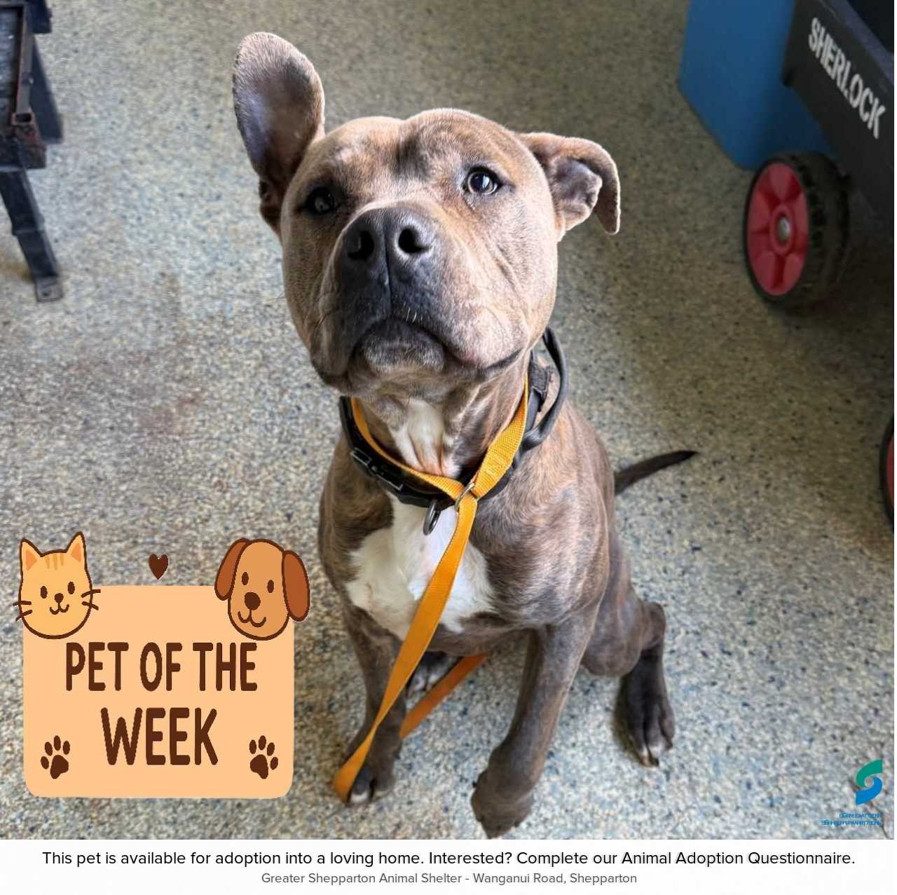 D250482 Winston - Pet of the week