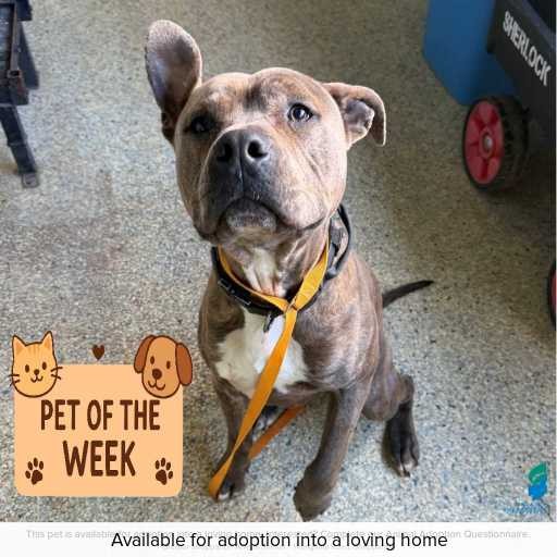 Photo of dog with ID of : D250482.