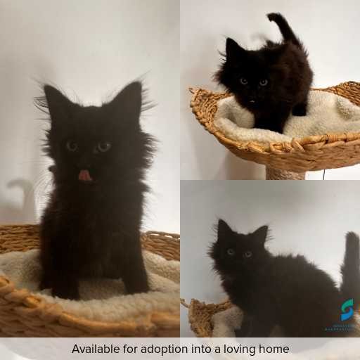 Photo of cat with ID of : C251072.