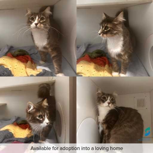 Photo of cat with ID of : C251135.
