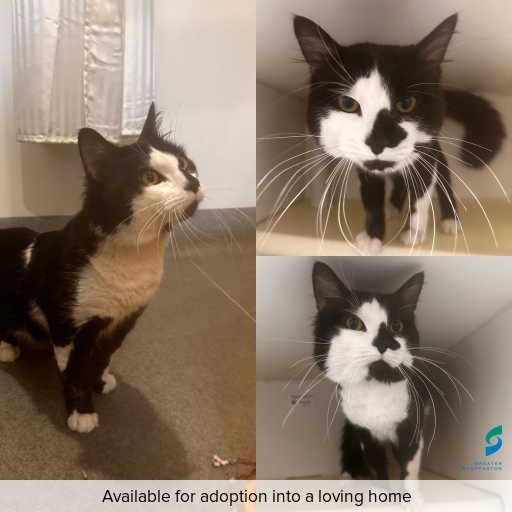 Photo of cat with ID of : C251165.