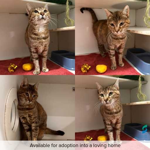 Photo of cat with ID of : C251317.