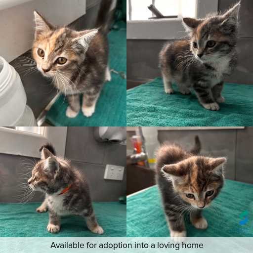 Photo of cat with ID of : C260043.