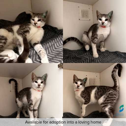 Photo of cat with ID of : C260184.