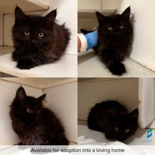 Photo of cat with ID of : C260256.