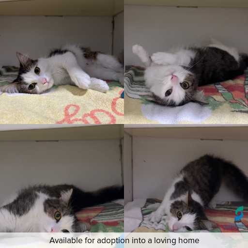 Photo of cat with ID of : C260580.