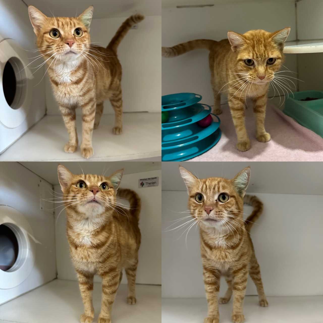 C260461 Caramel