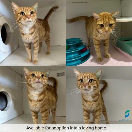 Photo of cat with ID of : C260461.