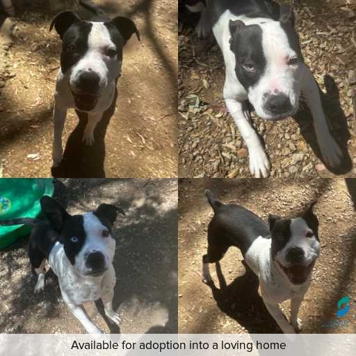 Photo of dog with ID of : D250590.