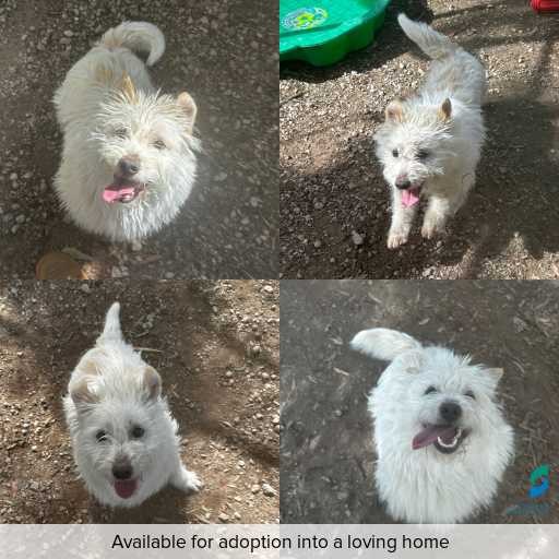 Photo of dog with ID of : D250551.