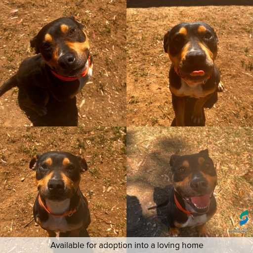 Photo of dog with ID of : D250624.