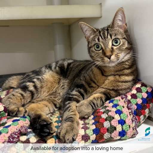 ID: C250567 Photo of this cat.