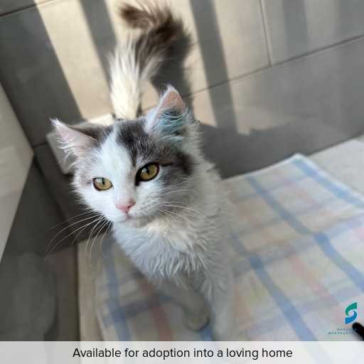 ID: C250390 Photo of this cat.