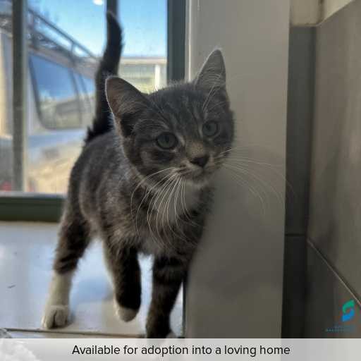ID: C250287 Photo of this cat.