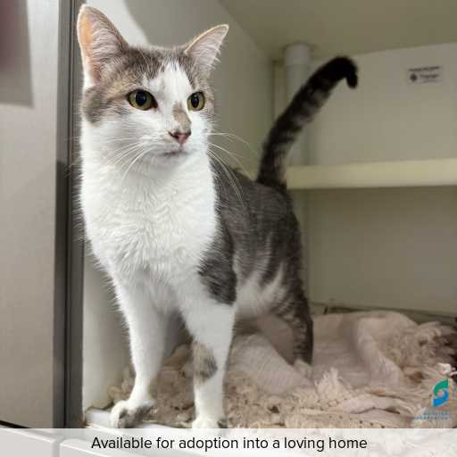 ID: C250369 Photo of this cat.