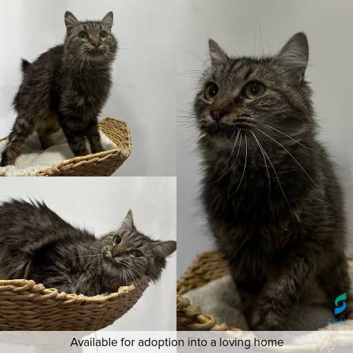 ID: C250376 Photo of this cat.