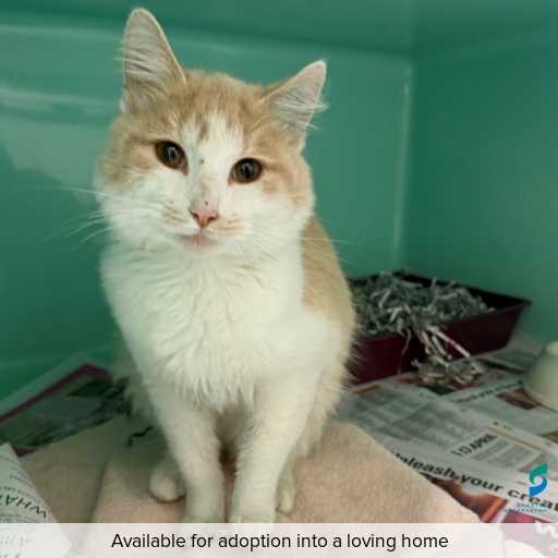 ID: C250507 Photo of this cat.