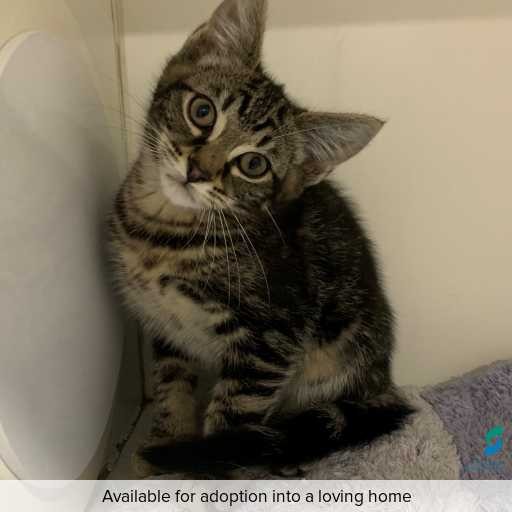 Photo of cat with ID of : C250576.