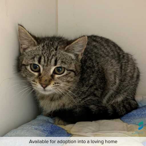 Photo of cat with ID of : C250621.