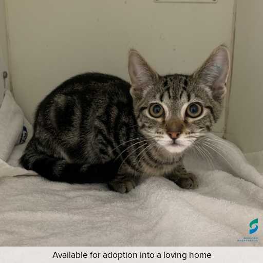 Photo of cat with ID of : C250666.