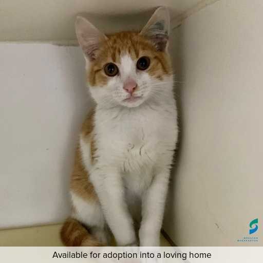 Photo of cat with ID of : C250685.