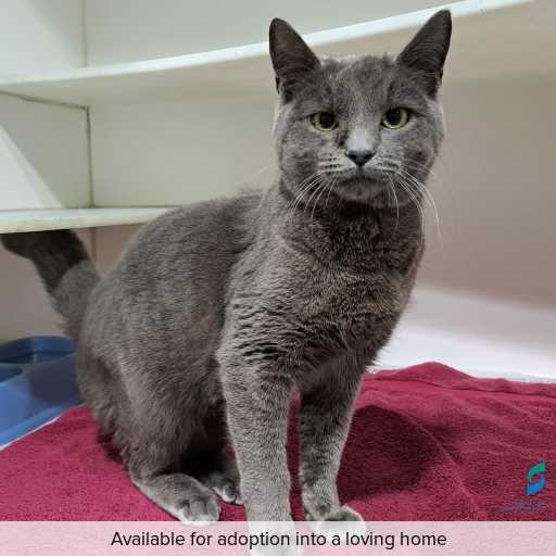 Photo of cat with ID of : C250803.