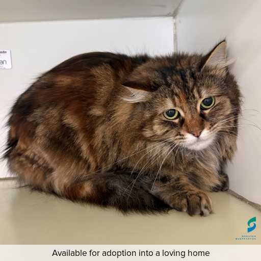 Photo of cat with ID of : C250816.