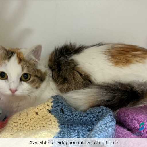 Photo of cat with ID of : C250819.
