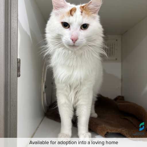 Photo of cat with ID of : C250825.