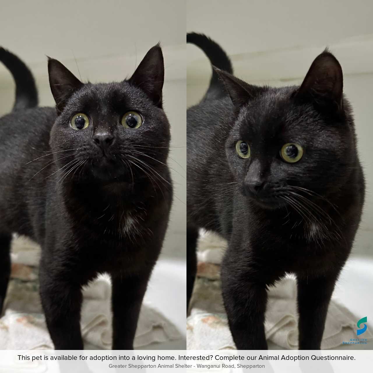 C250826 Sooty