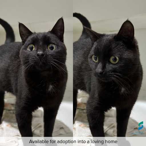 Photo of cat with ID of : C250826.