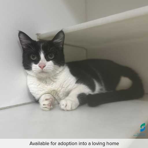 Photo of cat with ID of : C250829.