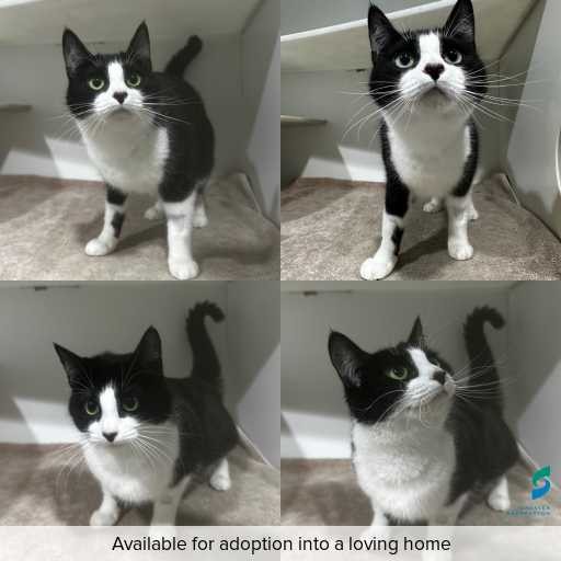 Photo of cat with ID of : C250839.