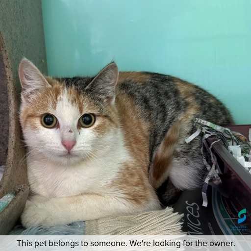 Photo of cat with ID of : C250860.