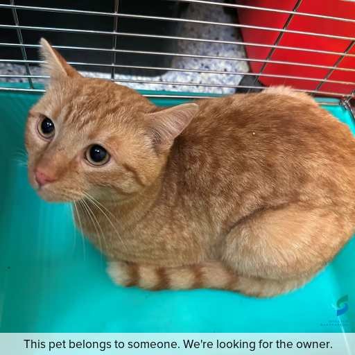 Photo of cat with ID of : C250864.